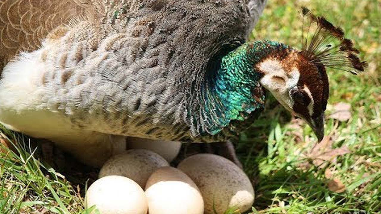 Peacock Breeding Hatching Eggs In Loft For Cute Chicks Peahen Peafowl Hatching For Peachicks In Nest