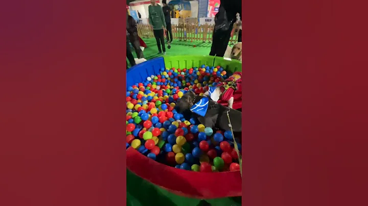 PET FED 2022 with Brody Bunny ❤️ Fun for Dogs #shorts