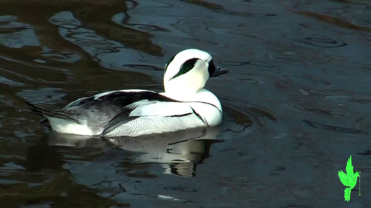 Smew duck