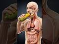What Happens When You Eat Corn 🌽#healthbenefits #3dmedicalanimation #healtfacts #usashorts