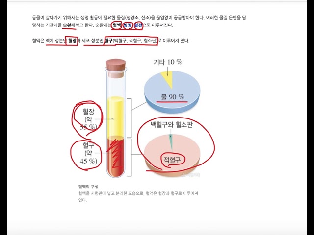 적혈구 구조도