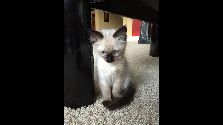 Video 1349031: pets hilarious funny, balinese kittens, cute pets, cutest kitten