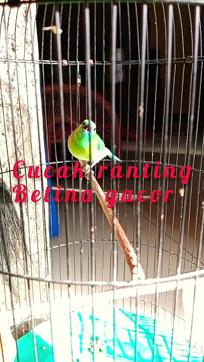 Cucak ranting betina gacor - pancingan cucak ranting agar gacor #cucakranting #birds #gacorparah