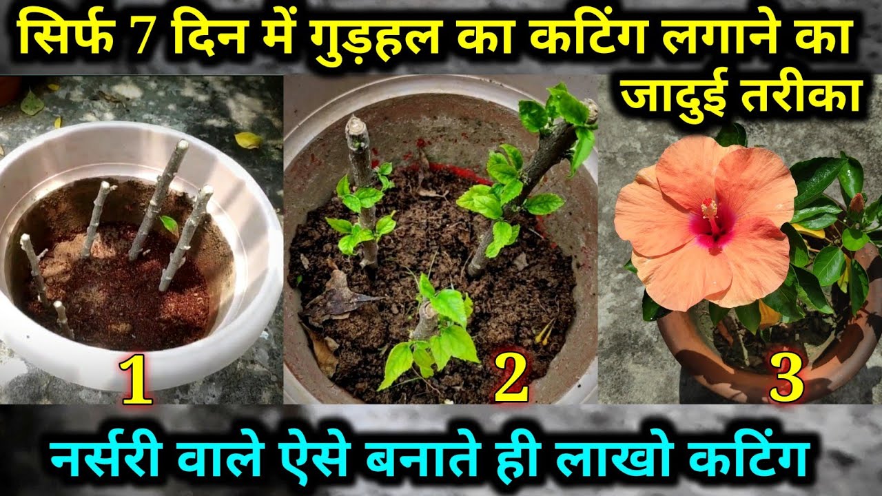 गुड़हल के कटिंग लगाने का जादुई तरीका/gudhal cutting kaise lagaye