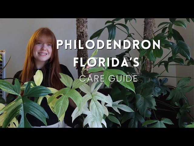 How to care for all the FLORIDA'S! Florida green, Florida Beauty & Florida  Ghost! - YouTube