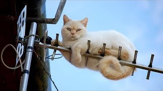 The weirdest cat in the world -  Funny Cat Moments 2024