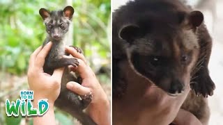 Residenteng si Ryan, may bestfriend na Musang? | Born to be Wild