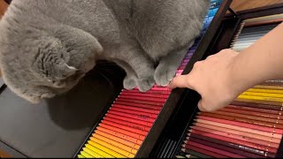 My tiny painter cat 🥹 by Scott the painter cat 224 views 4 months ago 2 minutes, 30 seconds