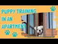 Puppy Training In An Apartment or Condo