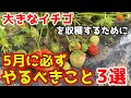 5月に大きなイチゴを収穫したいならこの『3つ』だけを意識してください！【家庭菜園】