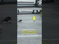 لهذا السبب يعتبر الغراب من الطيور الذكية قصص 
