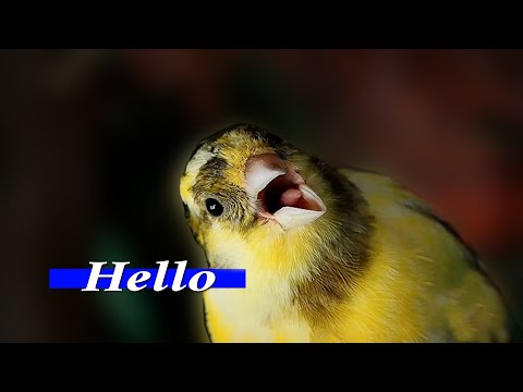 CANARY SINGING whit picturs Serinus canaria