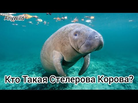 Кто Такая Стелерова Корова?Капустница или Морская Корова? Интересные факты!AnyWild!