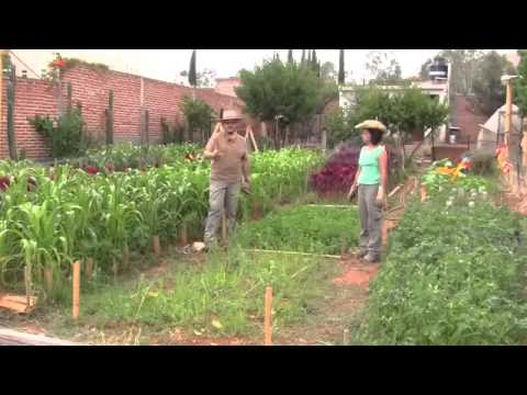 Video: Cultivo De Verduras En Camas Estrechas, Cómo Planificar Eficazmente Un Huerto