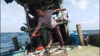 Ngail apolo musim tengkujuh TRF1069 TFA1998