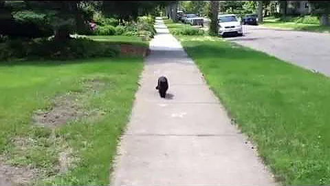 Blindcat 06 21 13