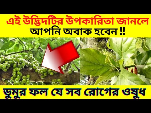 ভিডিও: ডুমুর: ওয়াইন বেরি দরকারী বৈশিষ্ট্য