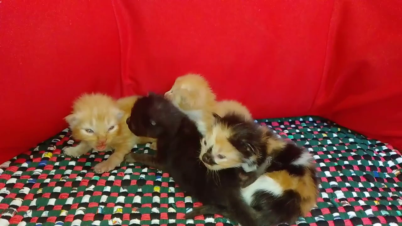 2 Weeks Old Maincoon- Siberian Kittens.     