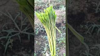 Amorphophallus Paeoniifolius, The Elephant Foot Yam