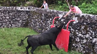 RB  Separating The Bulls  Separação a 24 Agosto 2021  Ilha Terceira  Açores