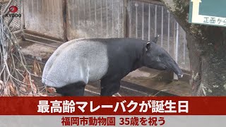 最高齢マレーバクが誕生日 福岡市動物園、35歳祝う