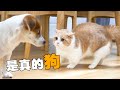 【喵来啦】猫狗相见，世界大乱！狗子突然闯进猫的地盘，结局万万没想到...