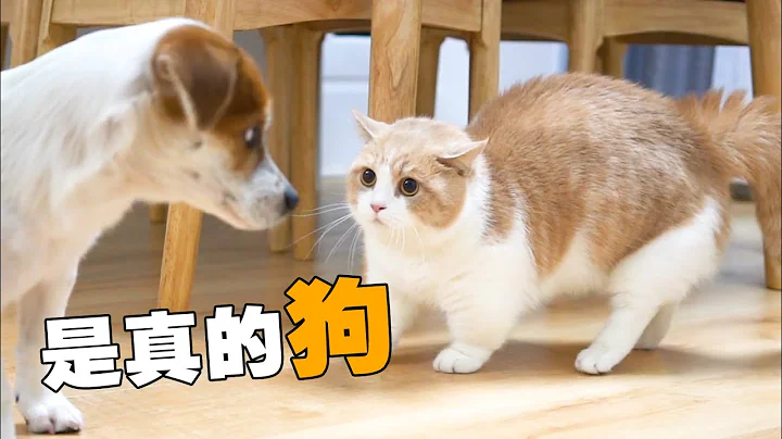 【喵來啦】貓狗相見，世界大亂！狗子突然闖進貓的地盤，結局萬萬沒想到... - 天天要聞