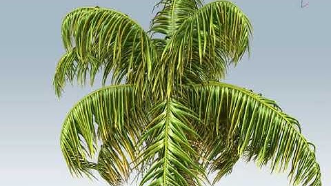 Coconut Palm tree 3D preview
