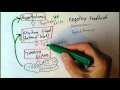 Endocrine system 4, Homeostasis acheived by negative feedback