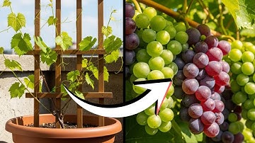 Grow More Grapes Than Ever With This Easy Method