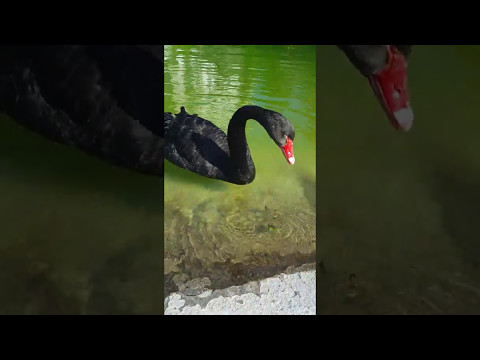 Video: Črni labod je plemenita ptica