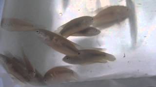 Pseudosphromenus cupanus