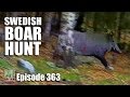 Fieldsports Britain - Swedish Boar Hunt