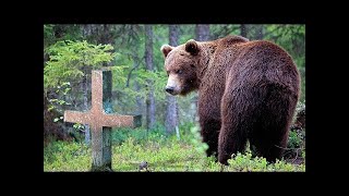 Un oso llega a una tumba de un hombre y ruge con fuerza. Al saber el motivo el pueblo quedó en shock