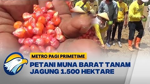 Petani Tanam Jagung 1.500 Hektar di Muna Barat - [Metro pagi Primetime]