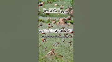 #سورة_الفاتحة #اكسبلور #دويتو #لايك #القران_الكريم_راحه_نفسية