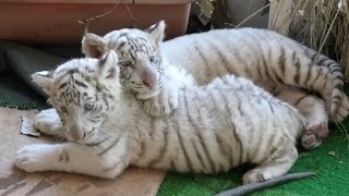 首無し虎の呪い\"タイガーサミン\" プージャオサミンプラの無敵　プラクルアン　A 71UZfXIm0DL._UF894,1000_QL80_.jpg
