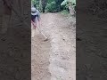 Proses pengolahan lahan tanam kacang tanah#shortviral#pengolahanlahan