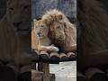 The Majestic Love of Lions: A Heartwarming Look at Lion Love