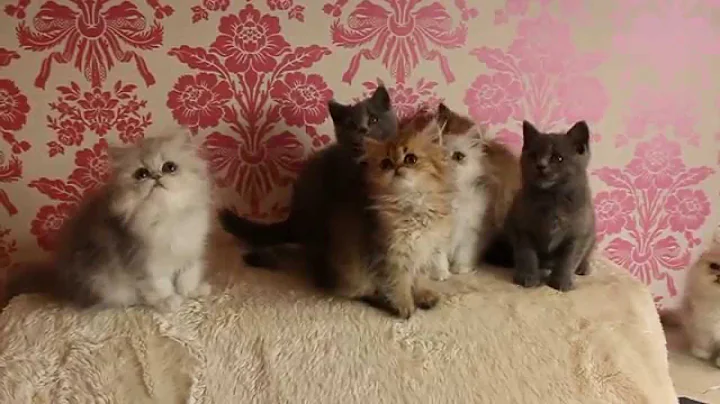 Watch the video about Starryeyed Litter L and M British Blue Shorthair and chinchilla persians