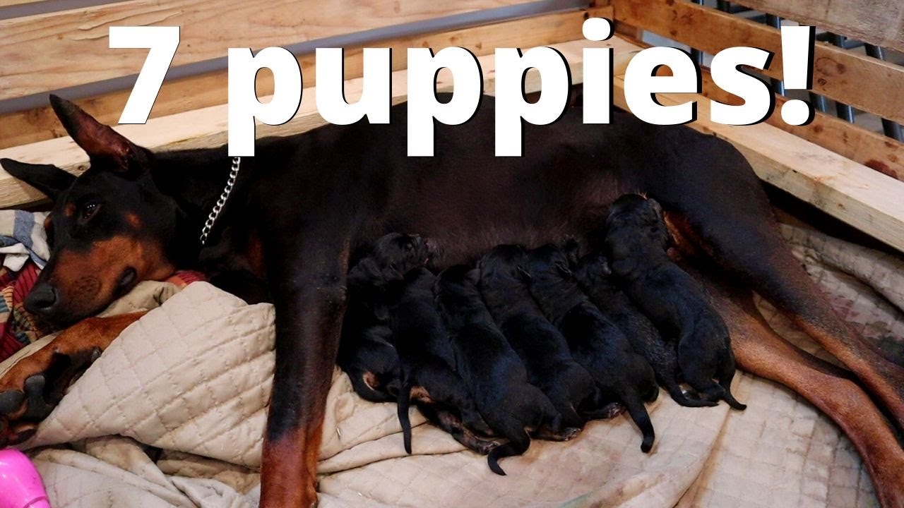 How Many Puppies In A Doberman Litter