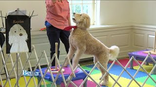 Adorable Goldendoodle is a “Trick Dog Champion”