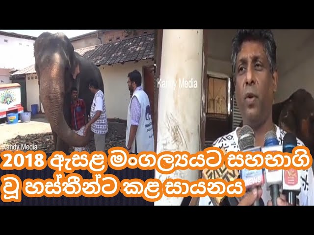 සාහිත්‍යය සහ අලි ඇත්තු, ලිවිසැරි ප්‍රේමය, Literature and elephants