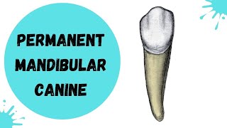 Permanent Mandibular Canine | Tooth Morphology