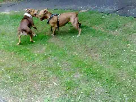 american pitbull terrier rhodesian ridgeback mix english game bred pitbull vs pit cross ridgeback youtube american pitbull terrier rhodesian ridgeback mix english game bred pitbull vs pit cross ridgeback youtube