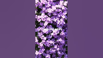 تلاوة خاشعه للقرآن الكريم بصوت الشيخ علي جابر رحمه الله #قران_كريم #قرآن #علي_جابر #تلاوة_خاشعة #fyp