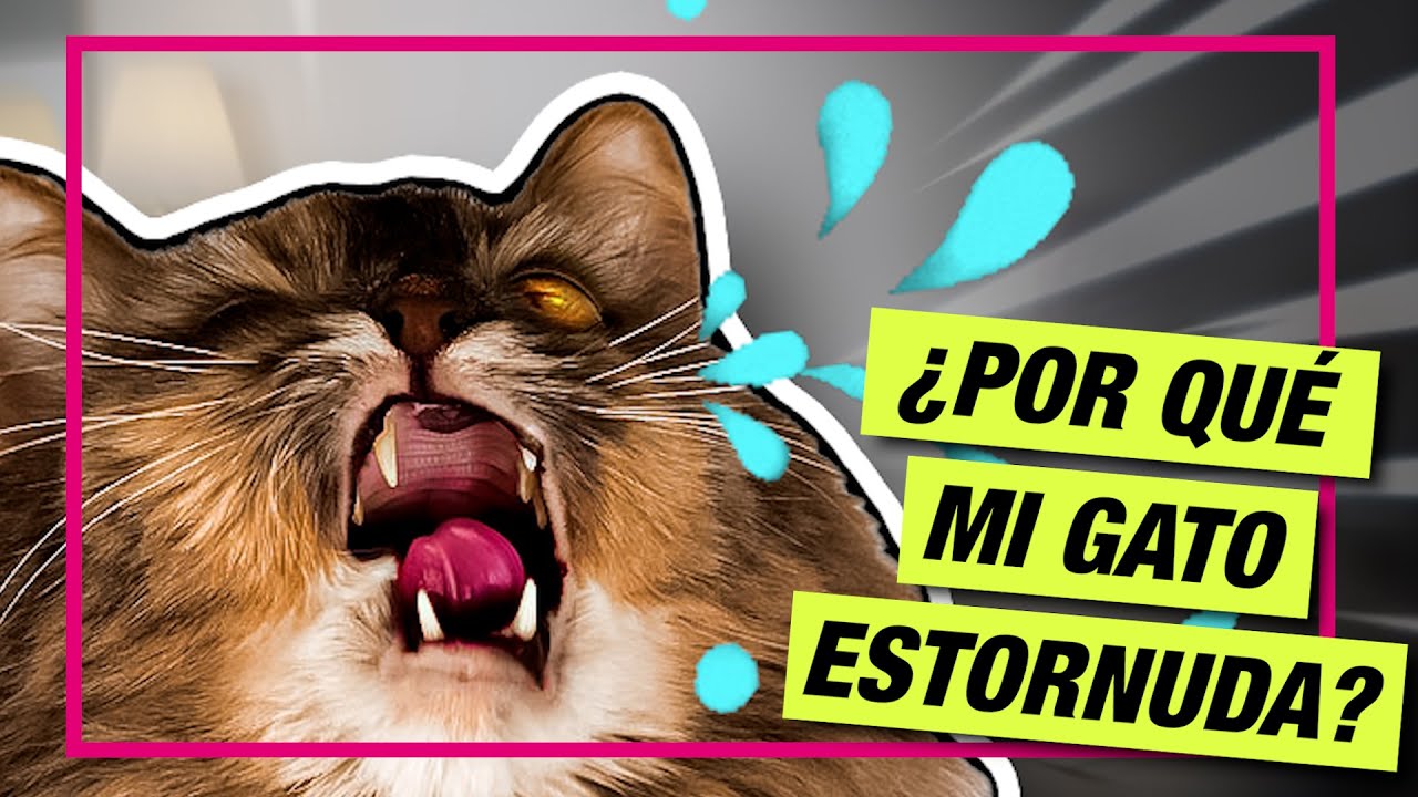Mi gato estornuda mucho..! Es MALO? 🙀 LA GATERÍA TV YouTube Mi gato estornuda mucho..! Es MALO? 🙀 LA GATERÍA TV YouTube