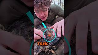 Toxic Newt Touch Danger