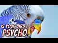 Is your Bird a Psycho?