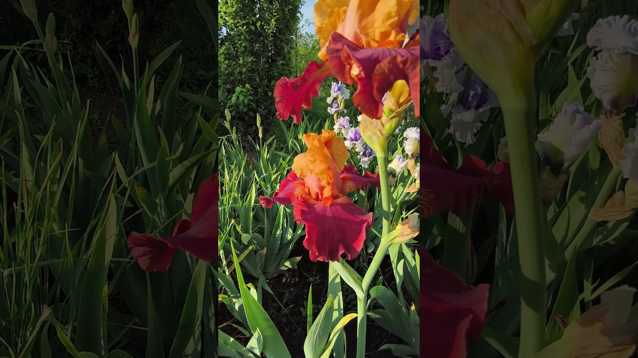 Ирис NOBLE DRAGON (Blyth 2003)